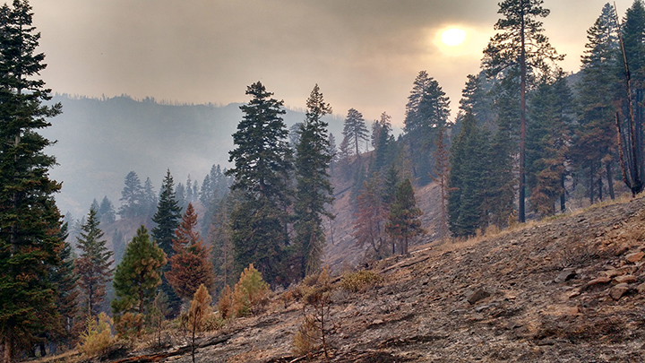 Louis served in Oregon against this year's rail fire.