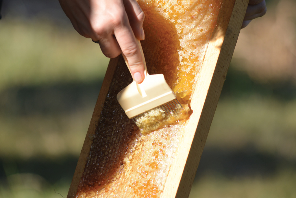 Central students harvesting honey.