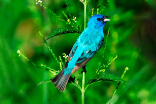 Indigo Bunting by Ron Huelse.