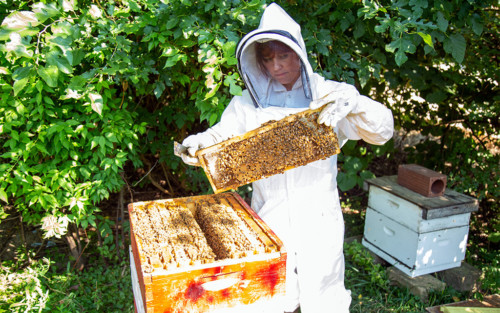 Associate Professor of Biology Paulina Mena working with beehives.