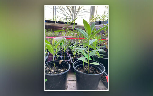 Milkweed plants in Central greenhouse.