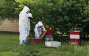 Central College students suited in white working with bee hives.