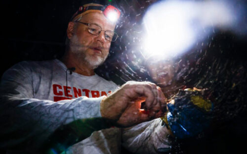 Russell Benedict removing a bat from netting at night.