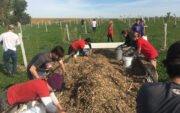 11 students working to spread mulch around young trees in a large field.